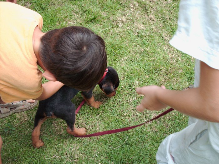 chiens 002.jpg