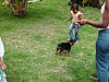 chiens 001.jpg