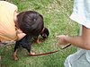 chiens 002.jpg