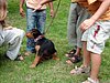 chiens 004.jpg