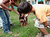 chiens 006.jpg