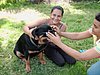 chiens 009.jpg
