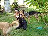 chiens 012.jpg