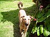 chiens 014.jpg