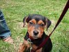 chiens 017.jpg