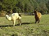 DSC00040.JPG