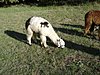 DSC03375.JPG