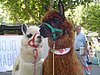DSC07442.JPG