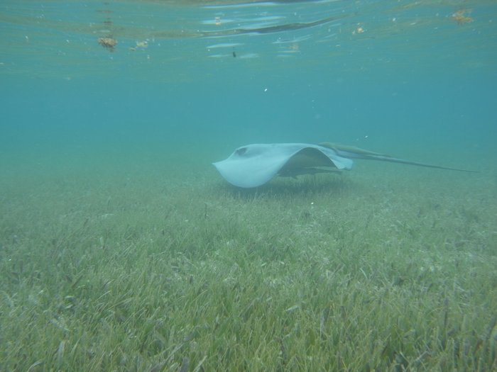 baccy caye 100.JPG