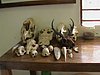 DSC00155.JPG