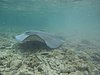 baccy caye 053.JPG