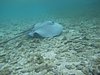 baccy caye 109.JPG